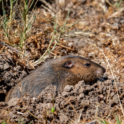 Gopher emerging from a burrow in the dirt, surrounded by grass.