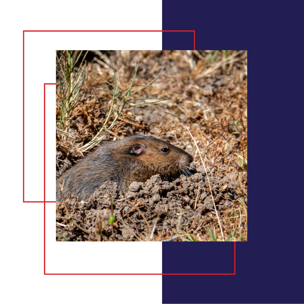 Gopher peeks from burrow in dirt and grass, shades of brown and green.
