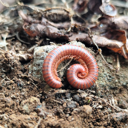 A curled-up brown millipede on soil and dried leaves.