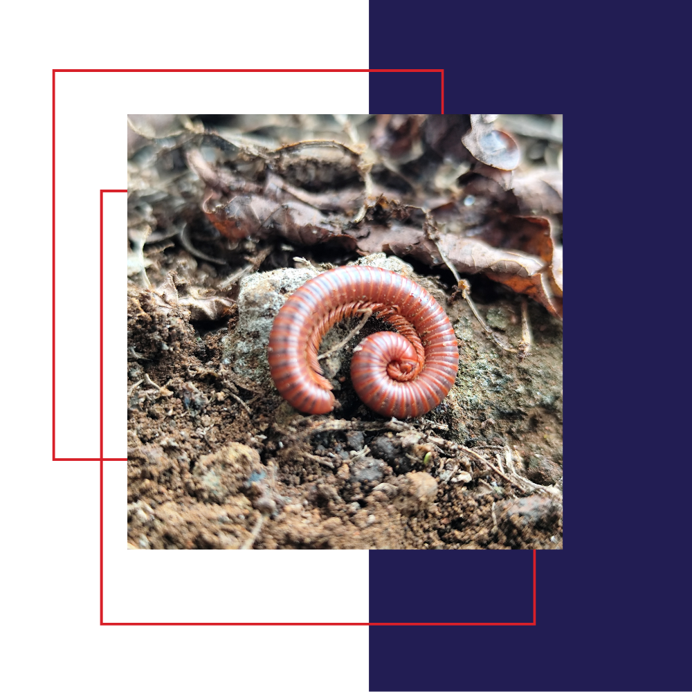 Millipede coiled on dirt and leaves, reddish-brown color.