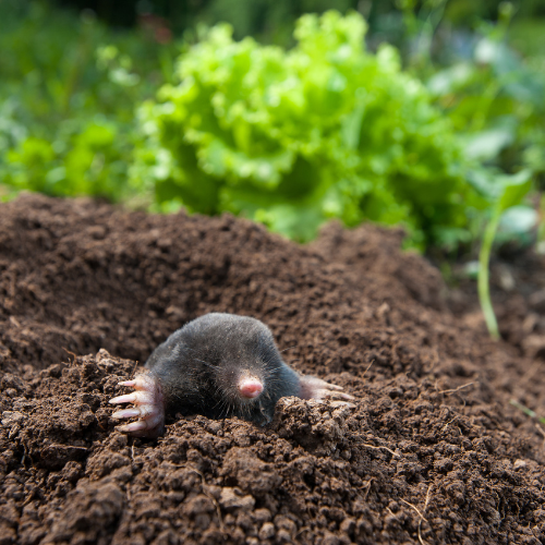 Mole emerging from a tunnel in dark soil, green foliage in background.