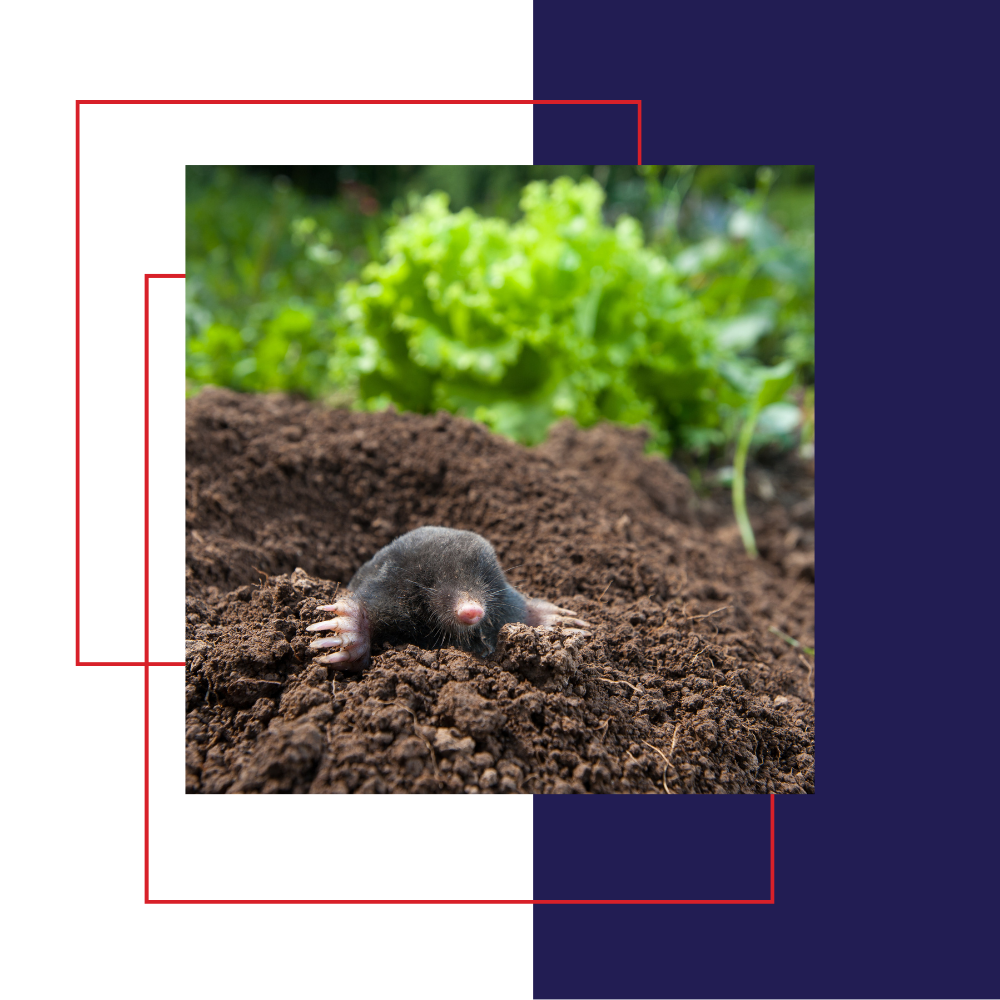 Mole emerging from a dirt pile in a garden, with lettuce in the background.