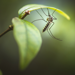 Mosquito resting on a green leaf with a blurry green background.