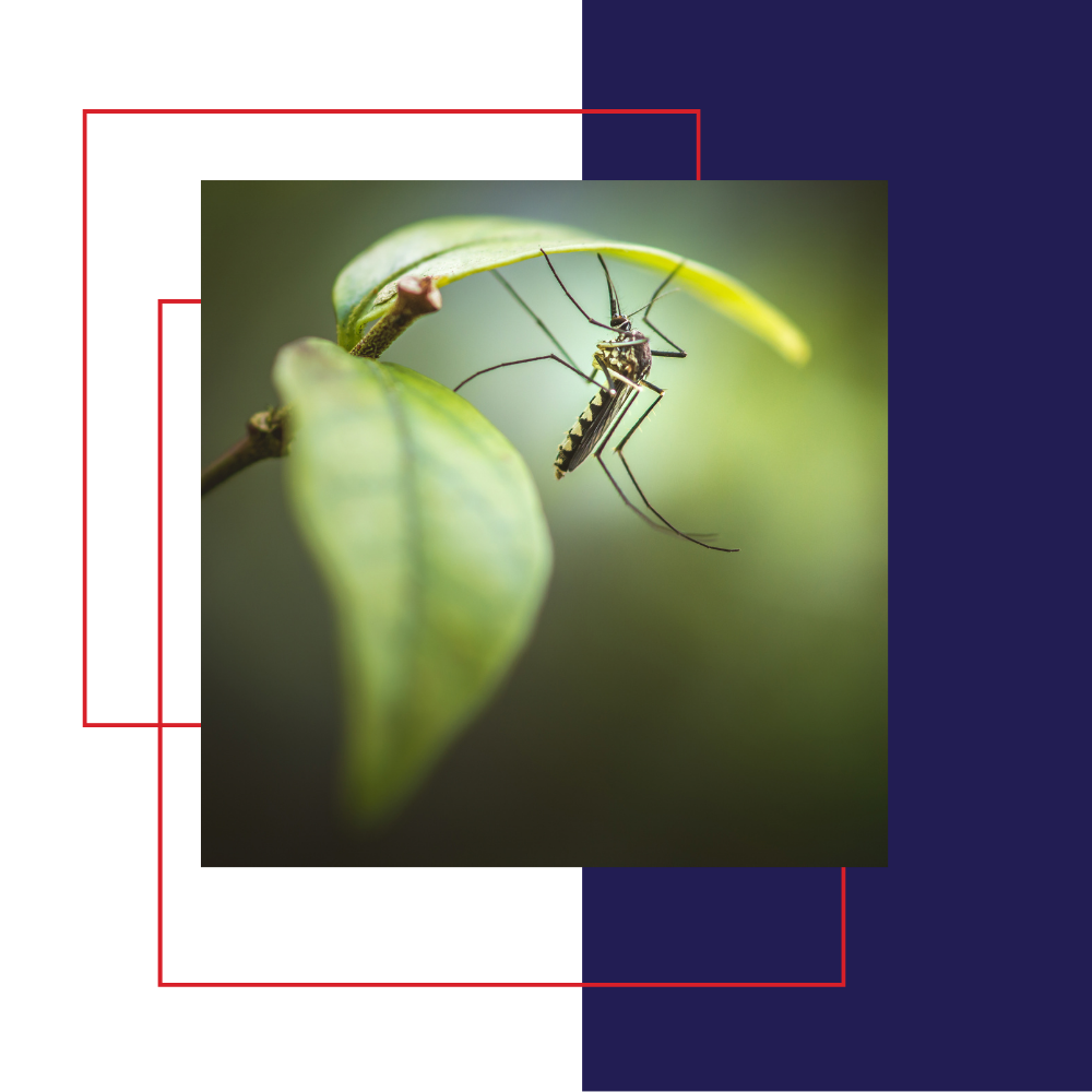 Mosquito on a green leaf. It is hanging upside down. Background is a gradient from white to dark blue.