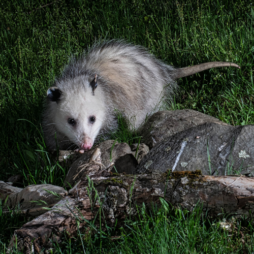Opossum with gray and white fur, sniffing on green grass near rocks and a log.