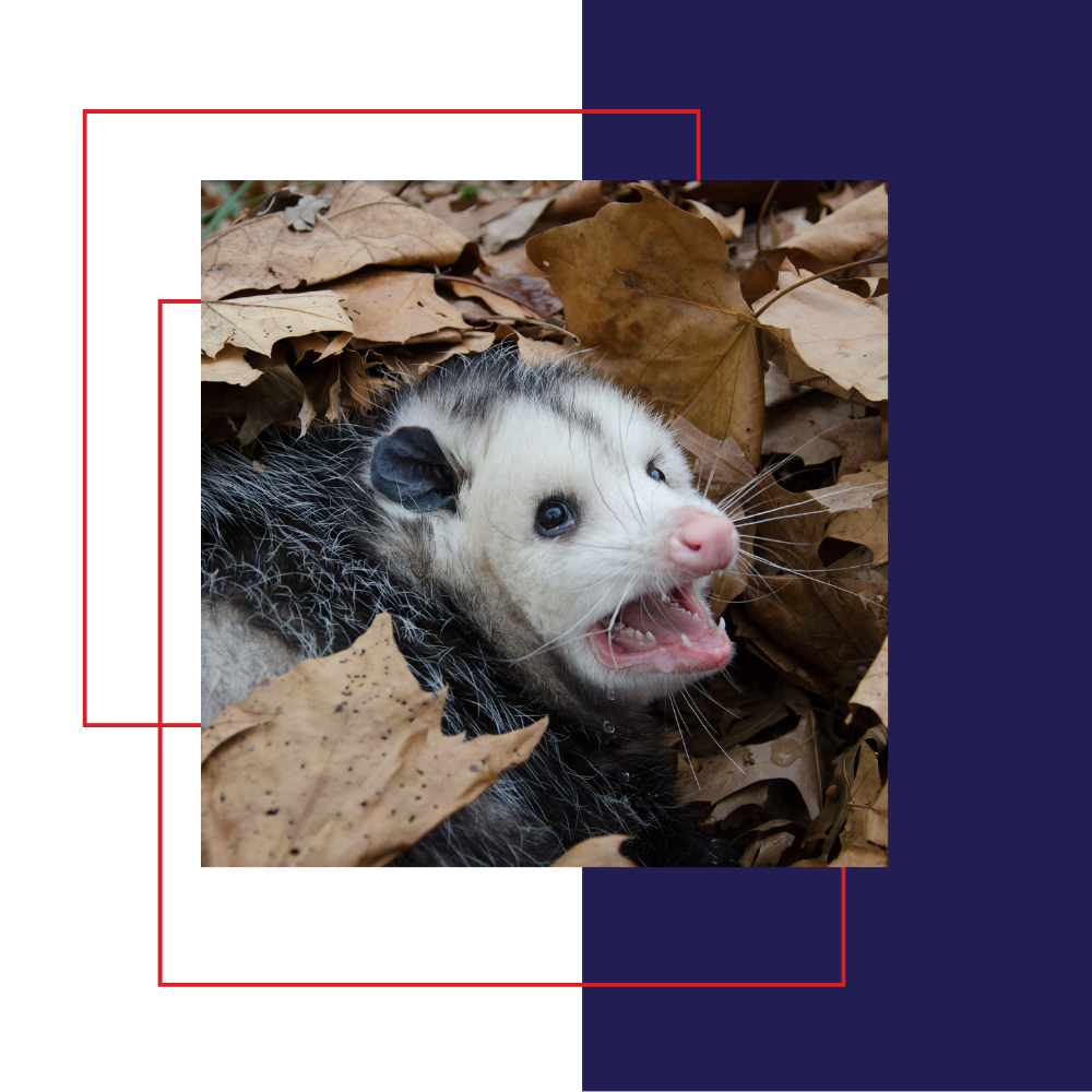 Opossum with open mouth surrounded by dead leaves.