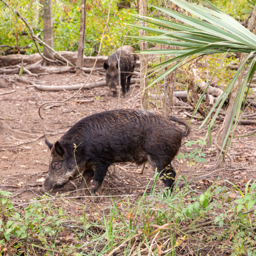 Two wild boars in a wooded area, one in the foreground, foraging. The other is further back.