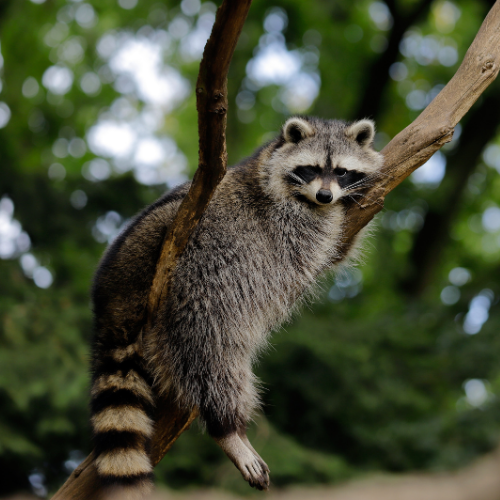Raccoon resting on a tree branch, gray fur, black mask, striped tail, against a blurred green background.