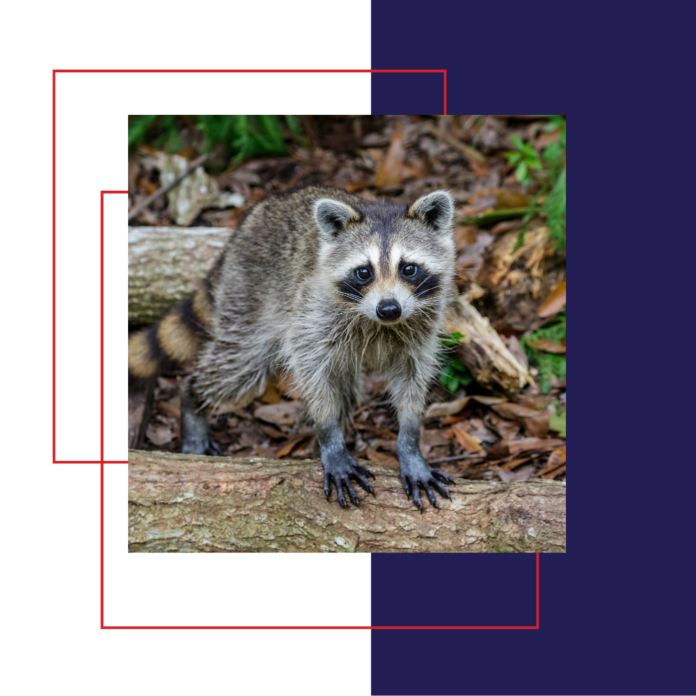 Raccoon standing on a log, brown and gray fur, black mask, forest background.