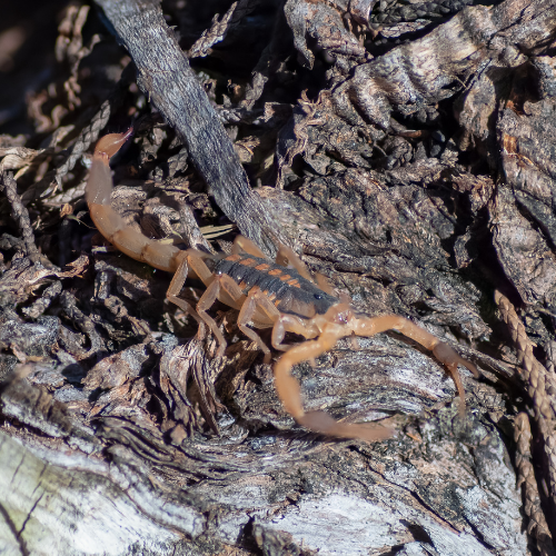 Scorpion on brown tree bark, with large pincers and curved tail.