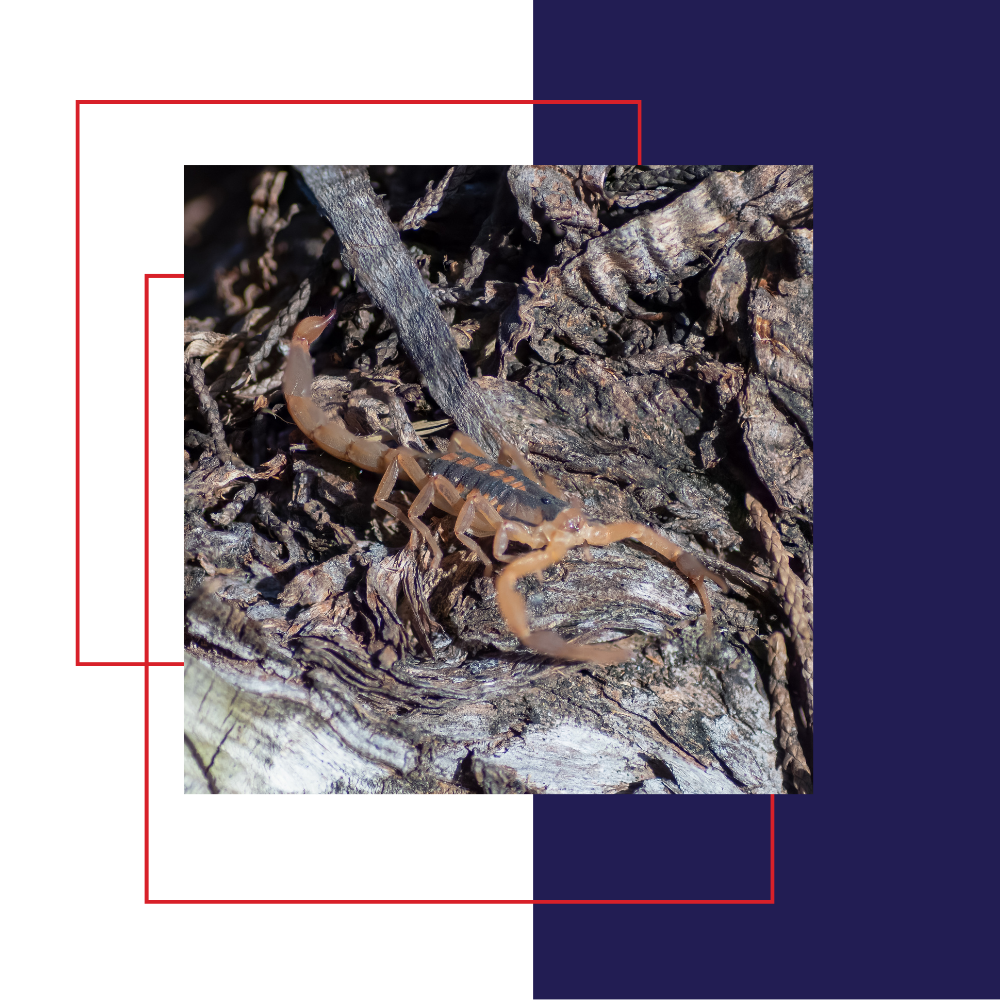 Scorpion on textured wood. Brown scorpion with raised tail, large pincers.