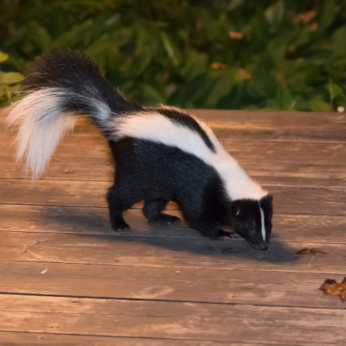 Skunk with white stripe on its back sniffing a wooden deck at night.