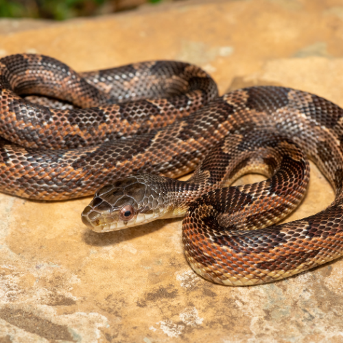 Brown and black snake coiled on a light brown rock surface.