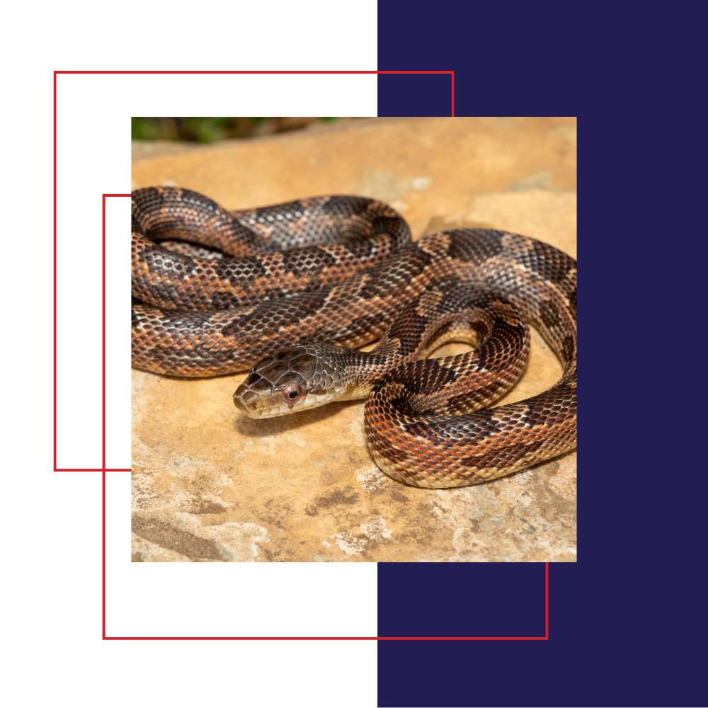 Snake coiled on a light brown surface, with brown and tan scales.