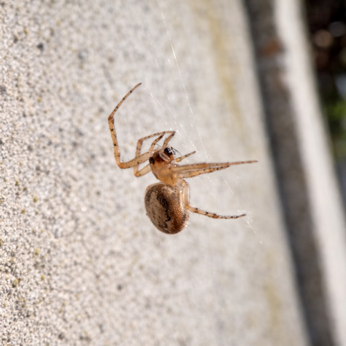 Spider hanging from a web on a light-colored, textured wall.