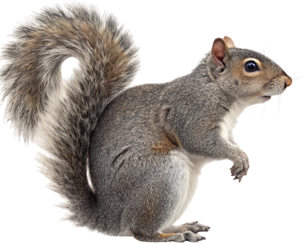 Gray squirrel with bushy tail, standing and looking right.