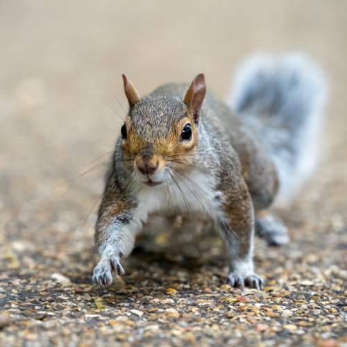 Gray squirrel running toward the camera on a paved surface.