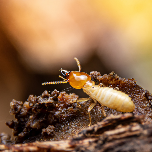 Termite crawling on dark wood, with an orange head and pale body.