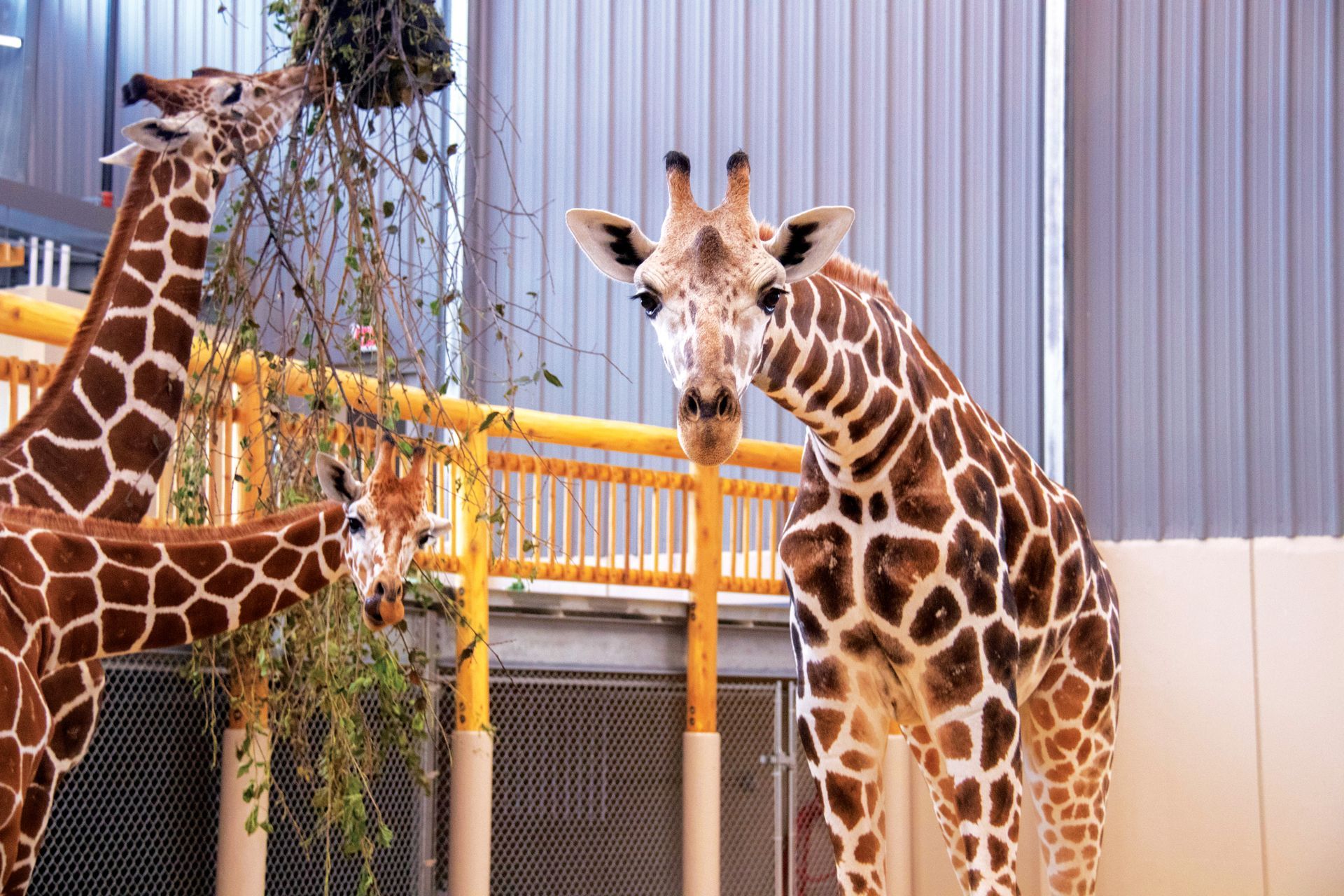 Two giraffes are standing next to each other in a cage eating leaves.