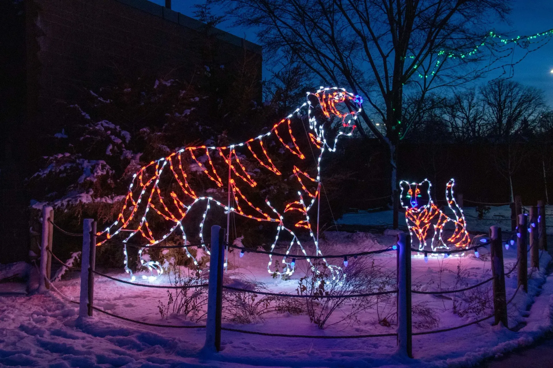 photo of lincoln zoo lights lion