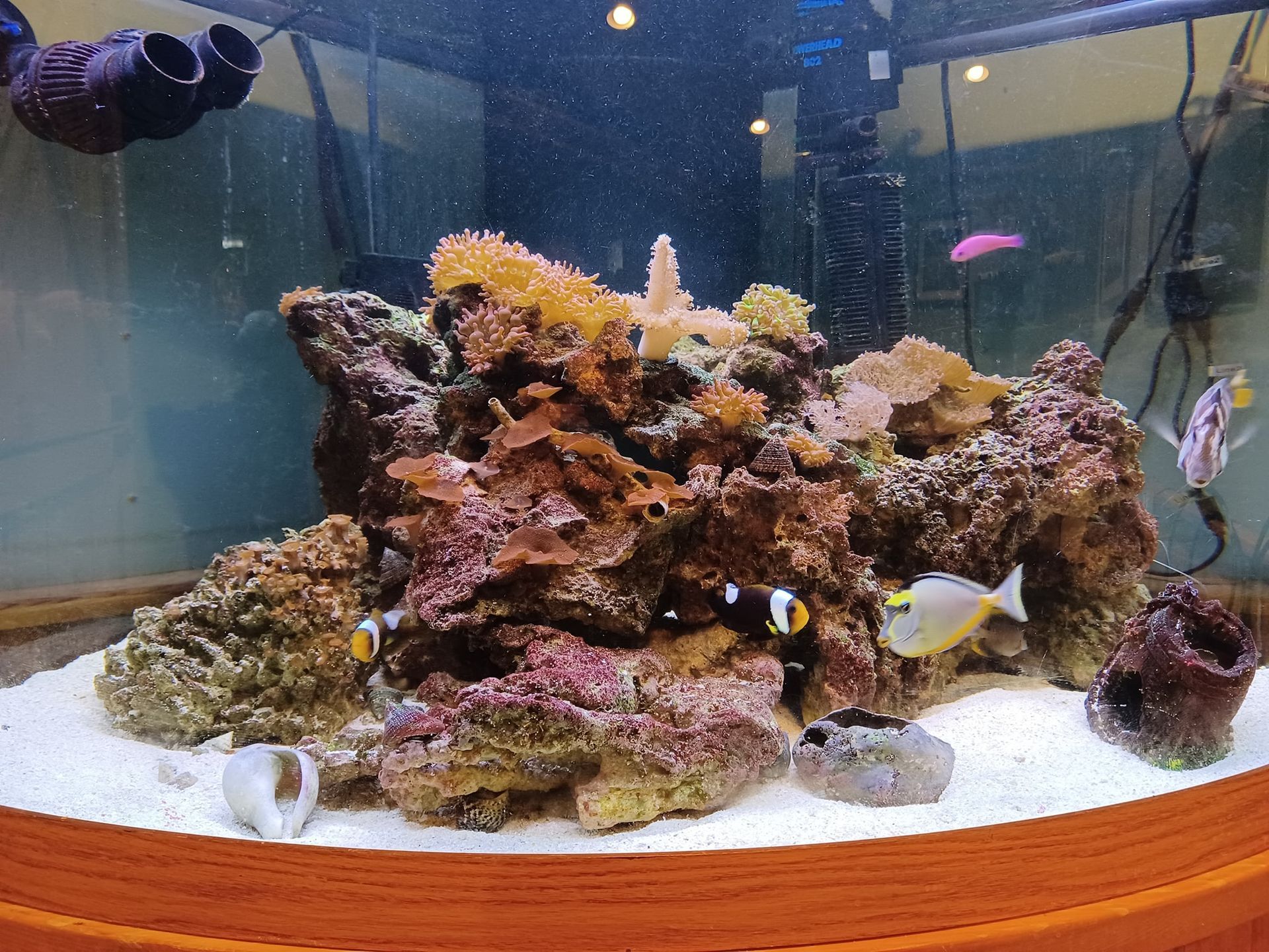 A fish tank filled with lots of fish and corals.