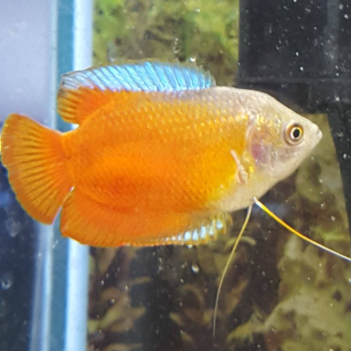 An orange fish with a blue tail is swimming in a tank