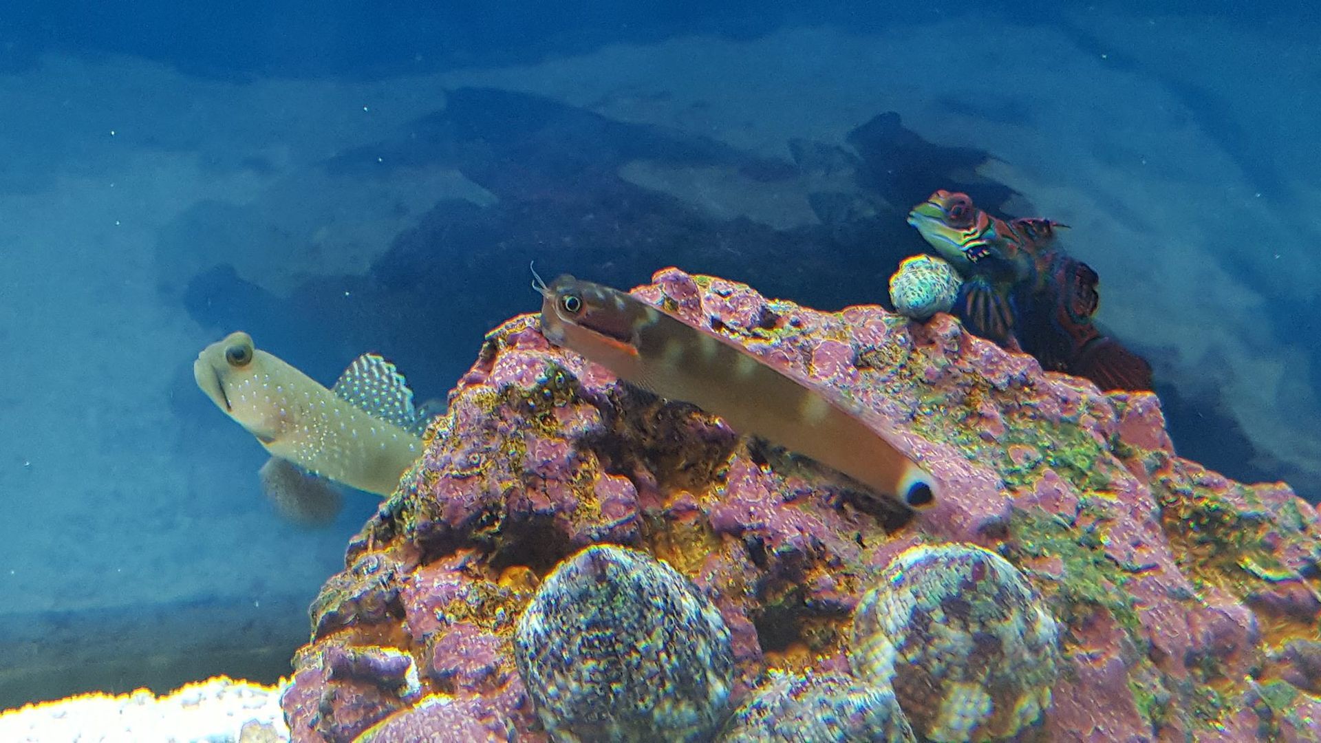 Two fish are swimming on a rock in a tank.
