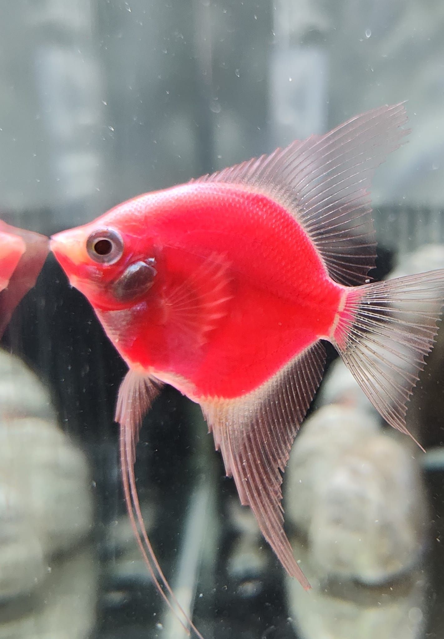 A red fish is swimming in a tank with other fish.