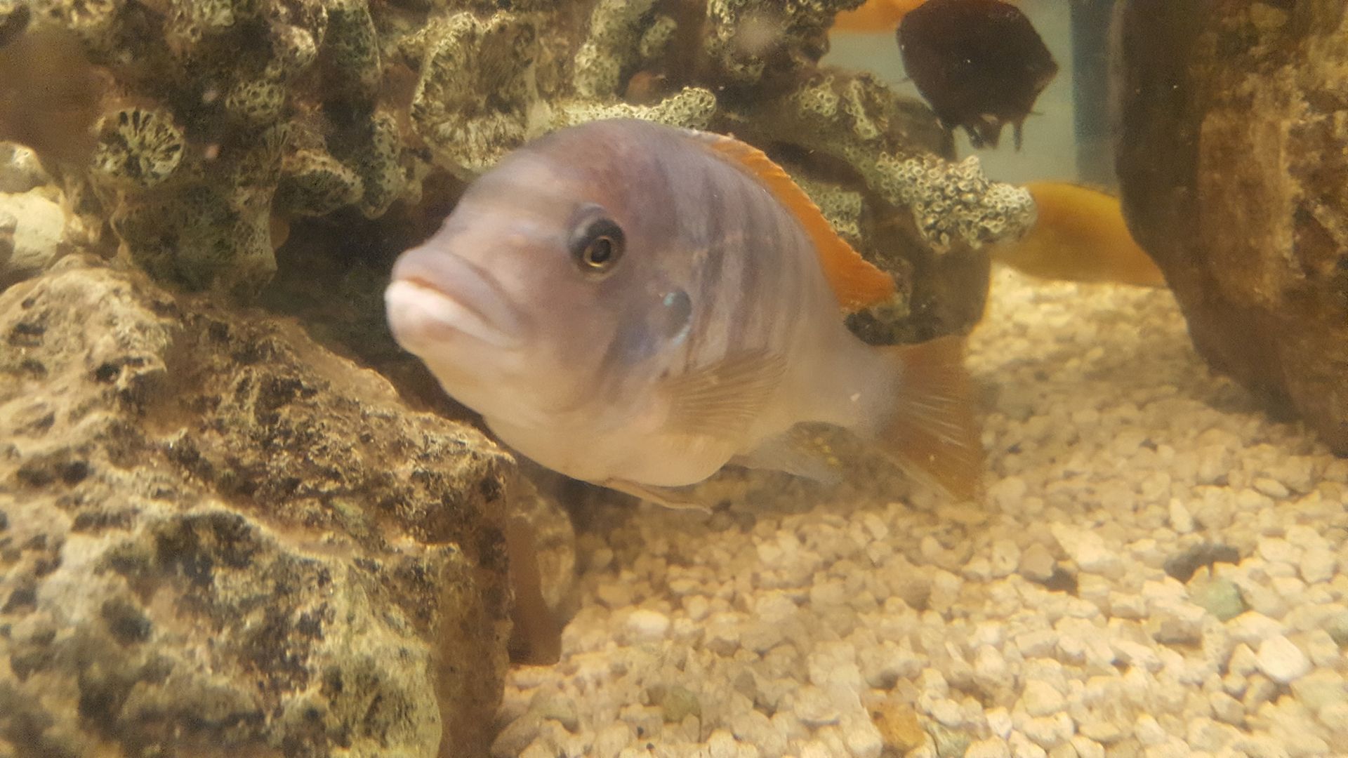 A fish is swimming in a tank next to a rock.