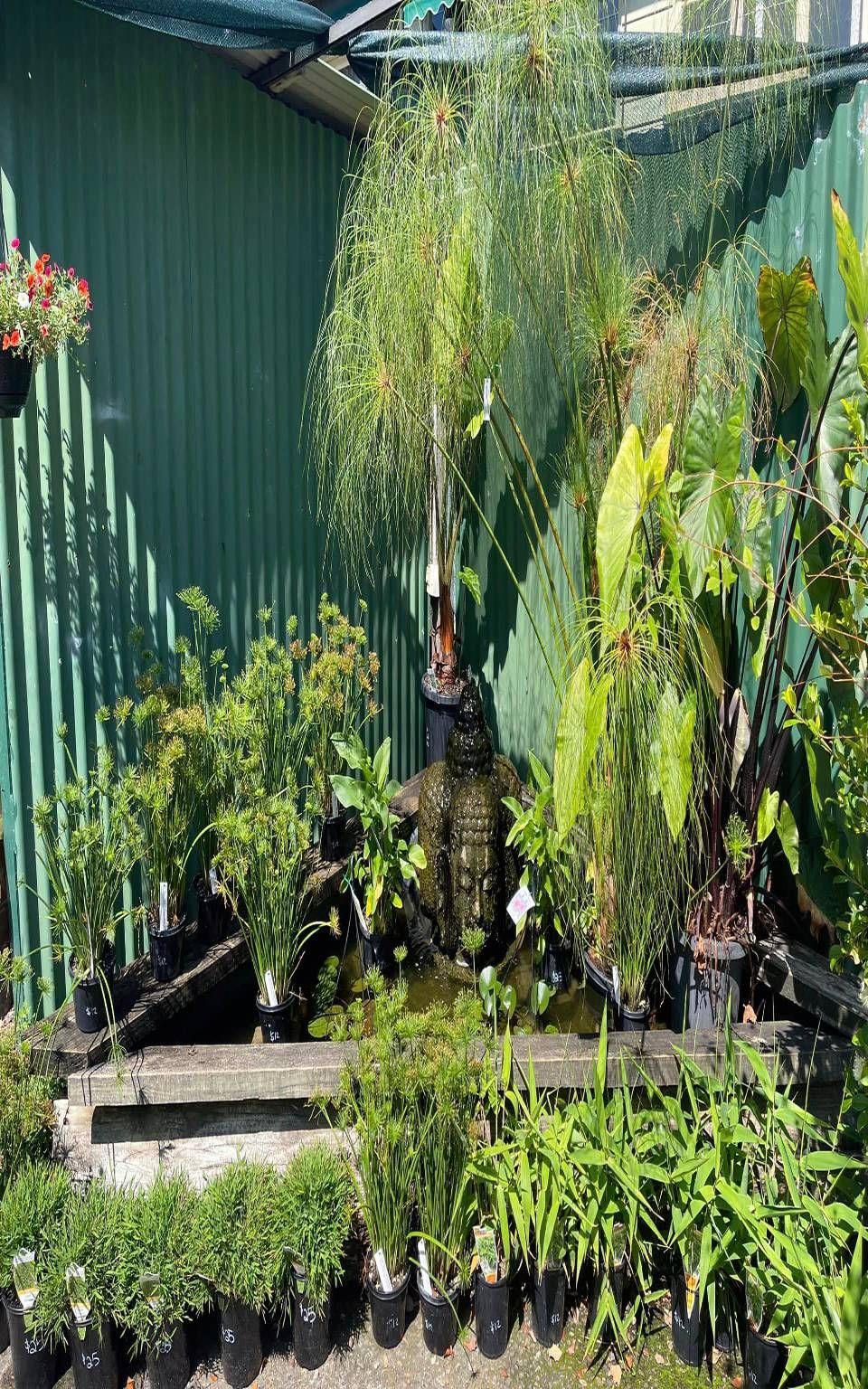 Plants in black pots for sale in front of a green wall, at a garden center.