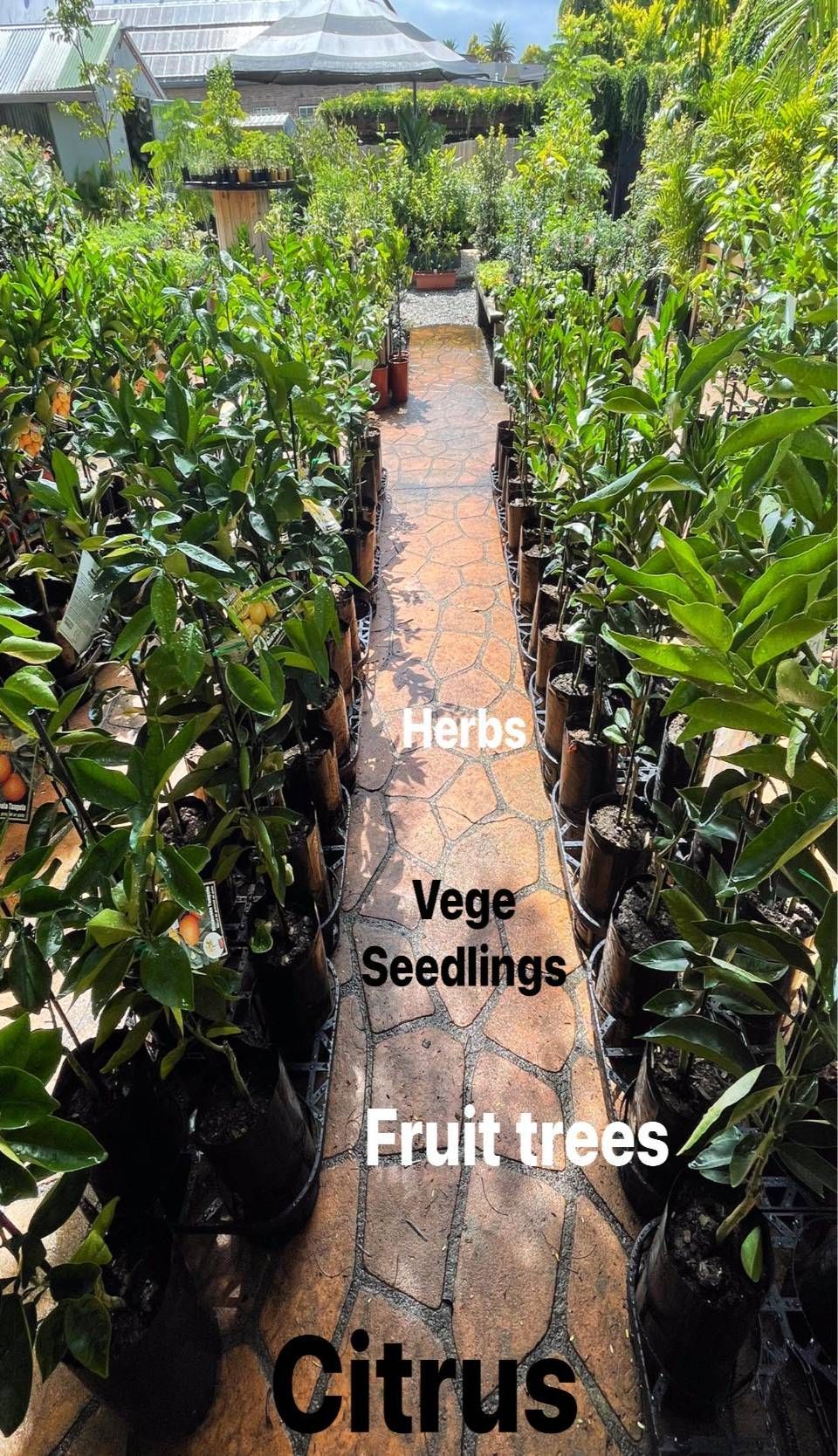 Rows of potted plants: herbs, seedlings, fruit trees, and citrus, flanking a brick path.