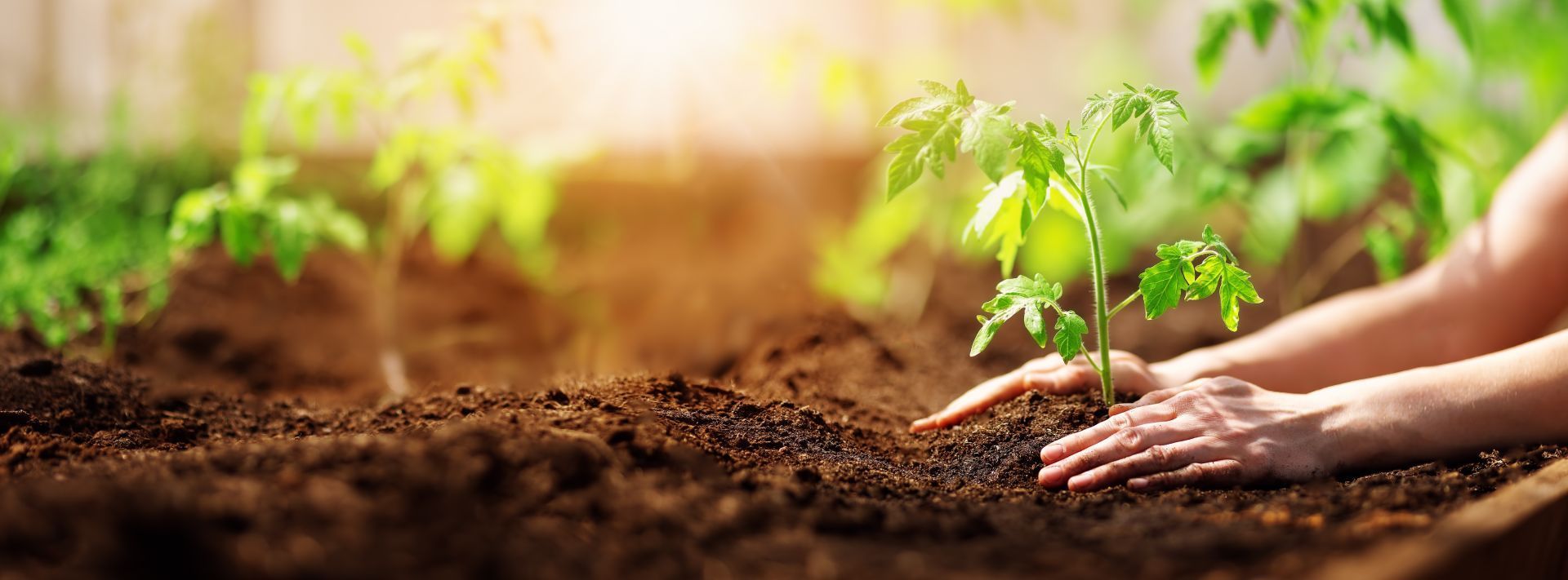 Hands planting a seedling in rich, brown soil with other plants in the background, bathed in sunlight.