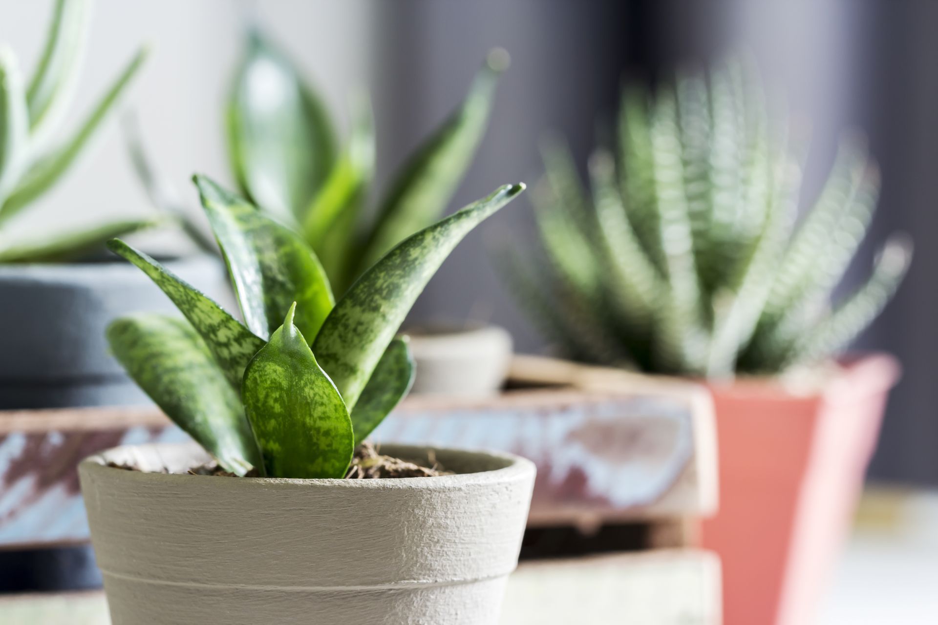 Potted snake plant with green leaves, other succulents, and muted color pots on a wooden crate.