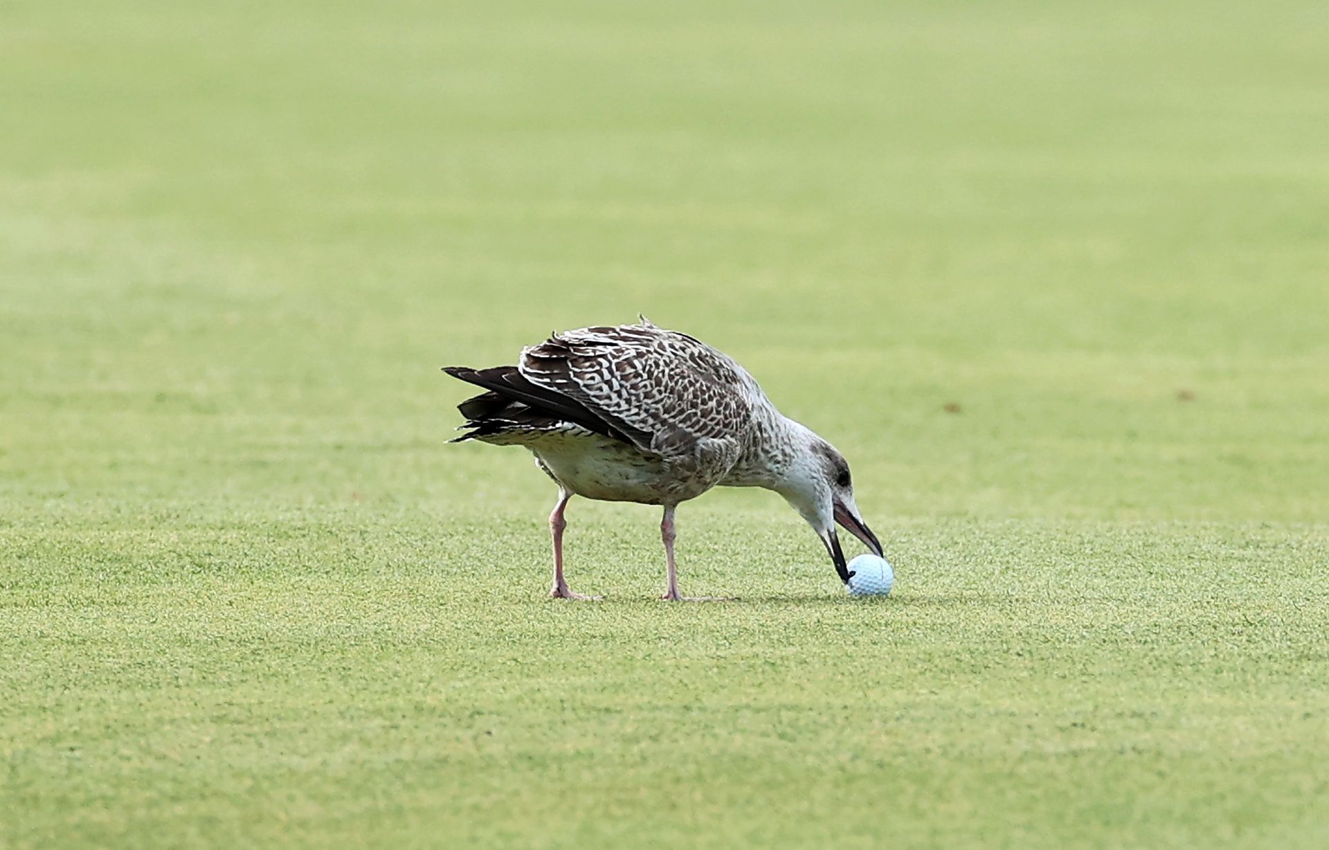 Bird interfering with a golf ball on the fairway, highlighting bizarre golf rule scenarios