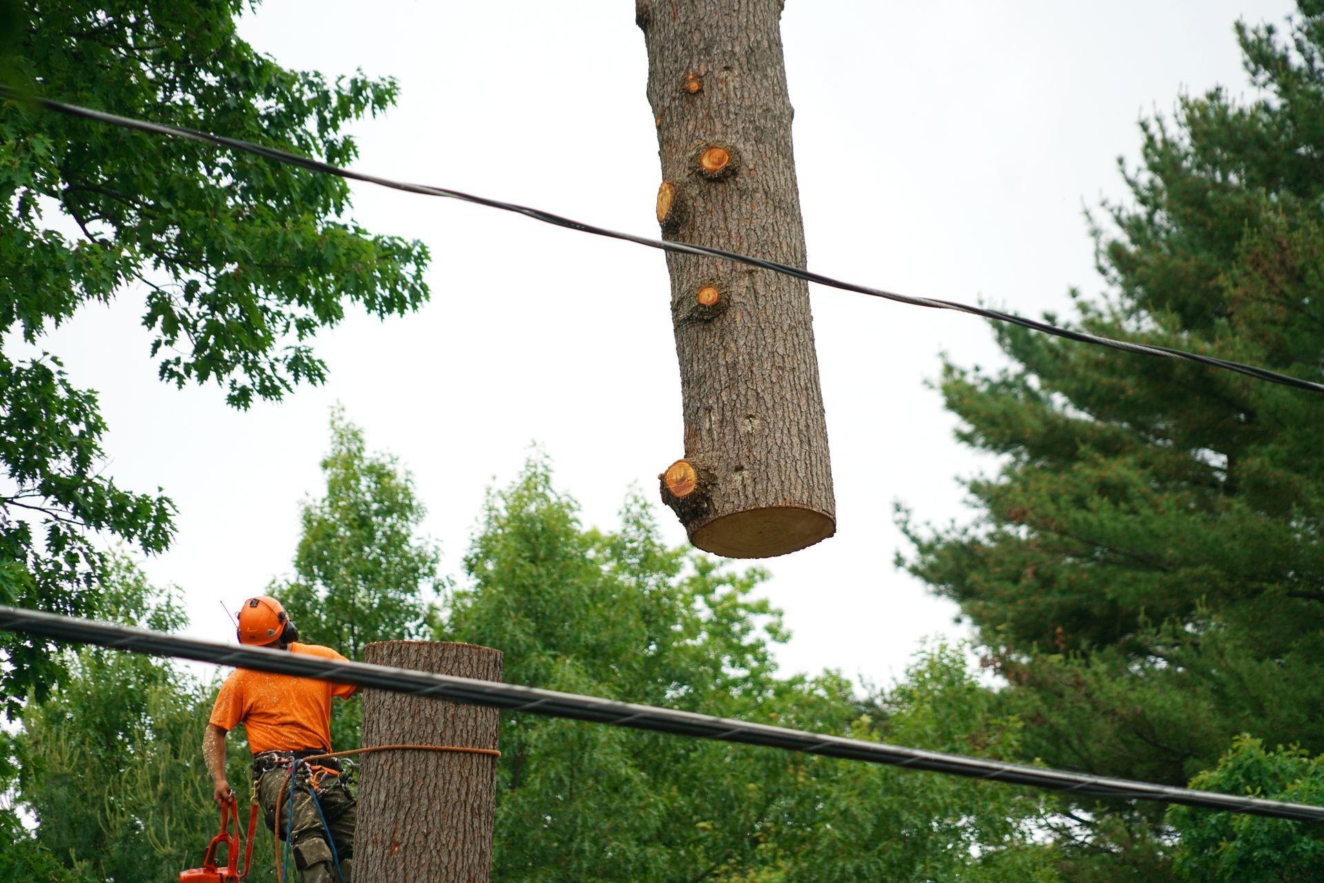 Tree Removal