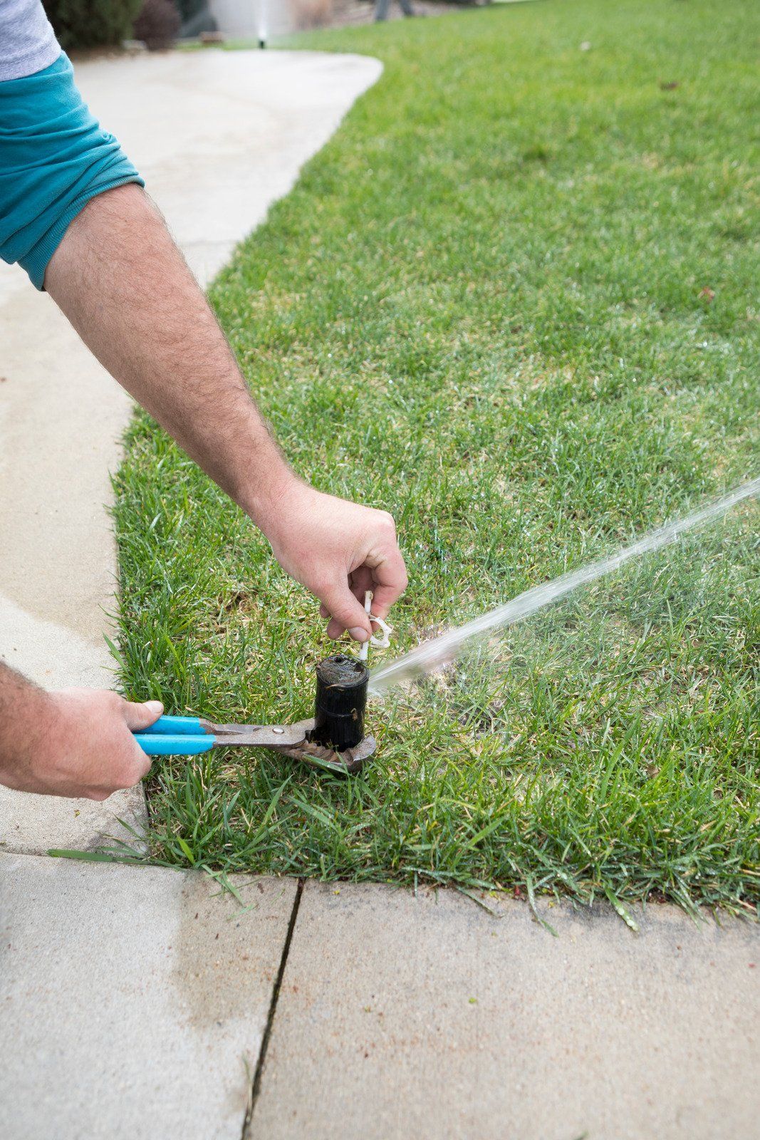A person uses pliers to adjust a running sprinkler head positioned on the edge of a lawn next to a concrete sidewalk.