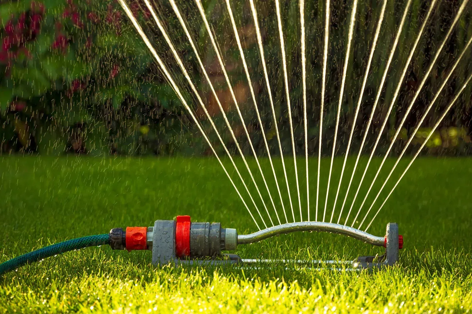 A lawn sprinkler spraying water over green grass in a garden.