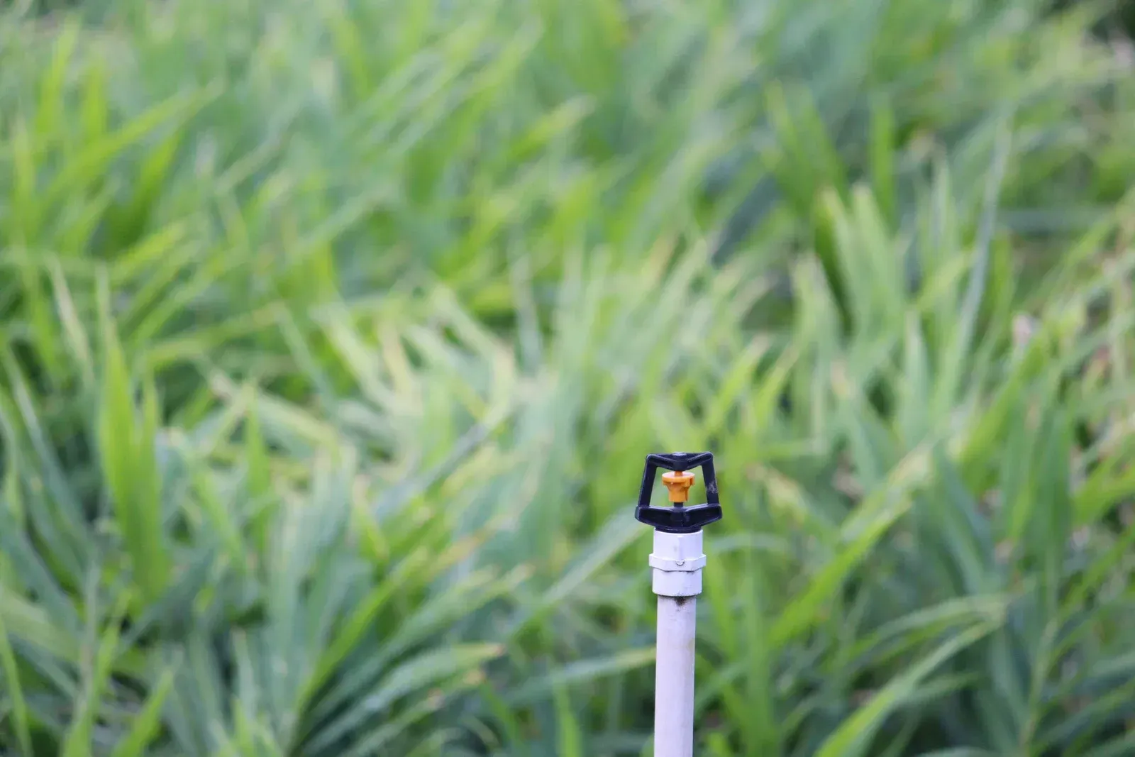 A plastic irrigation sprinkler head stands on a white pipe in the middle of a lush green field of plants.
