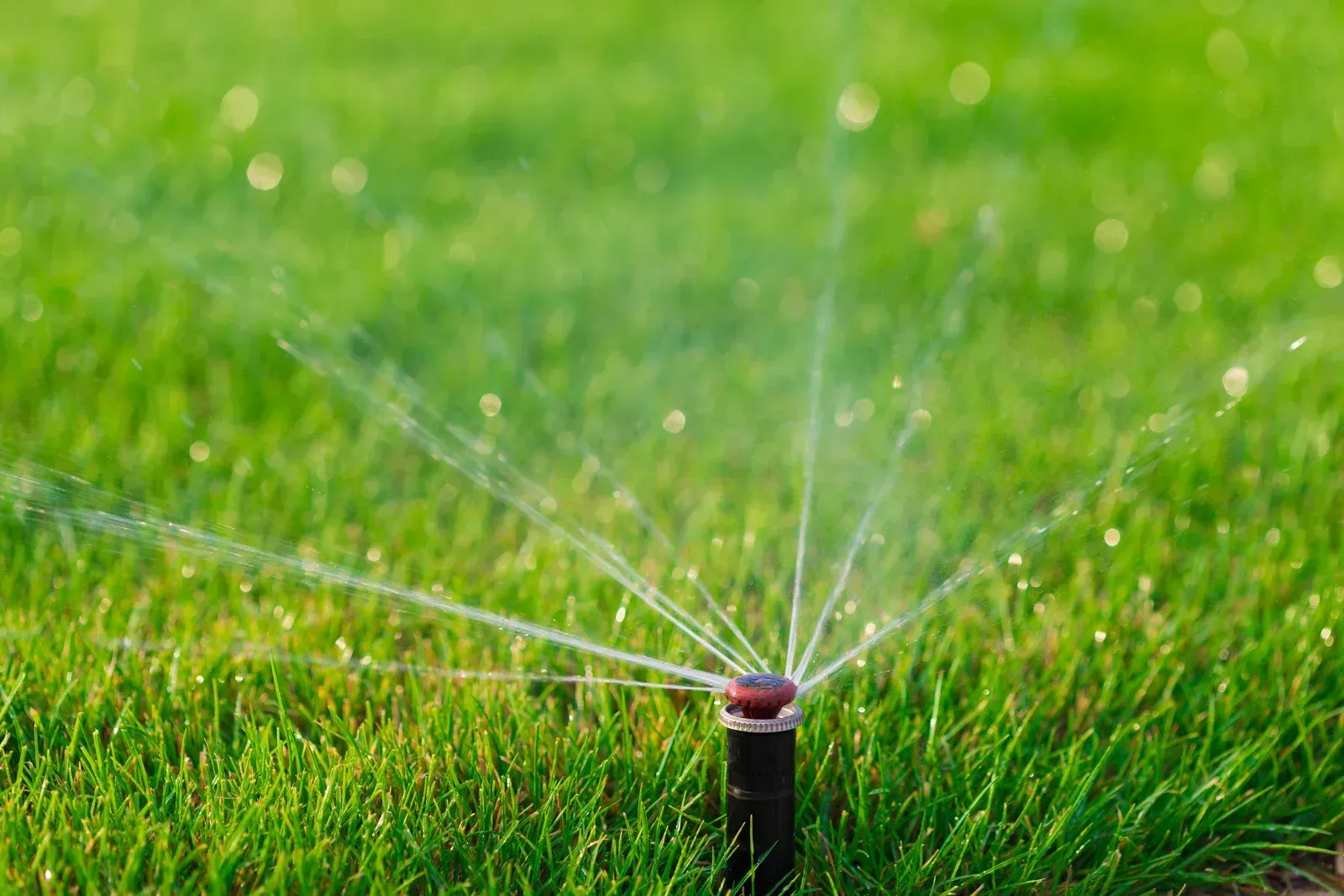 A sprinkler head spraying water over a vibrant green lawn.