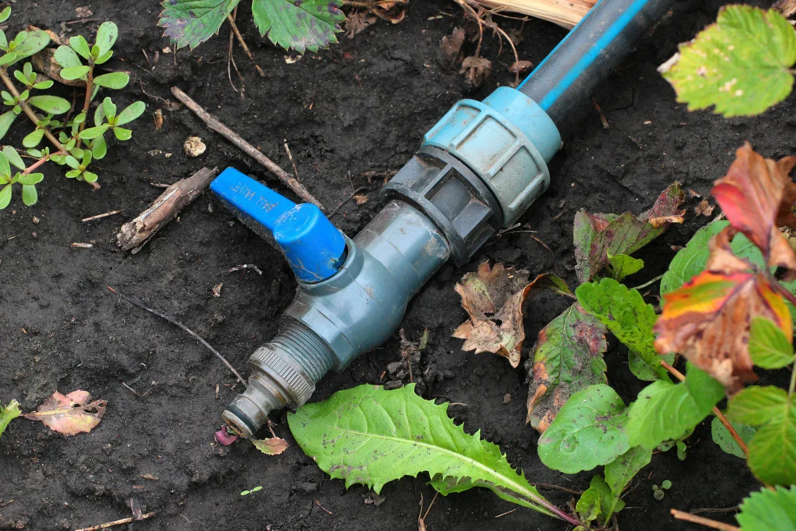 A blue irrigation ball valve attached to a black hose, lying on damp soil surrounded by garden plants.