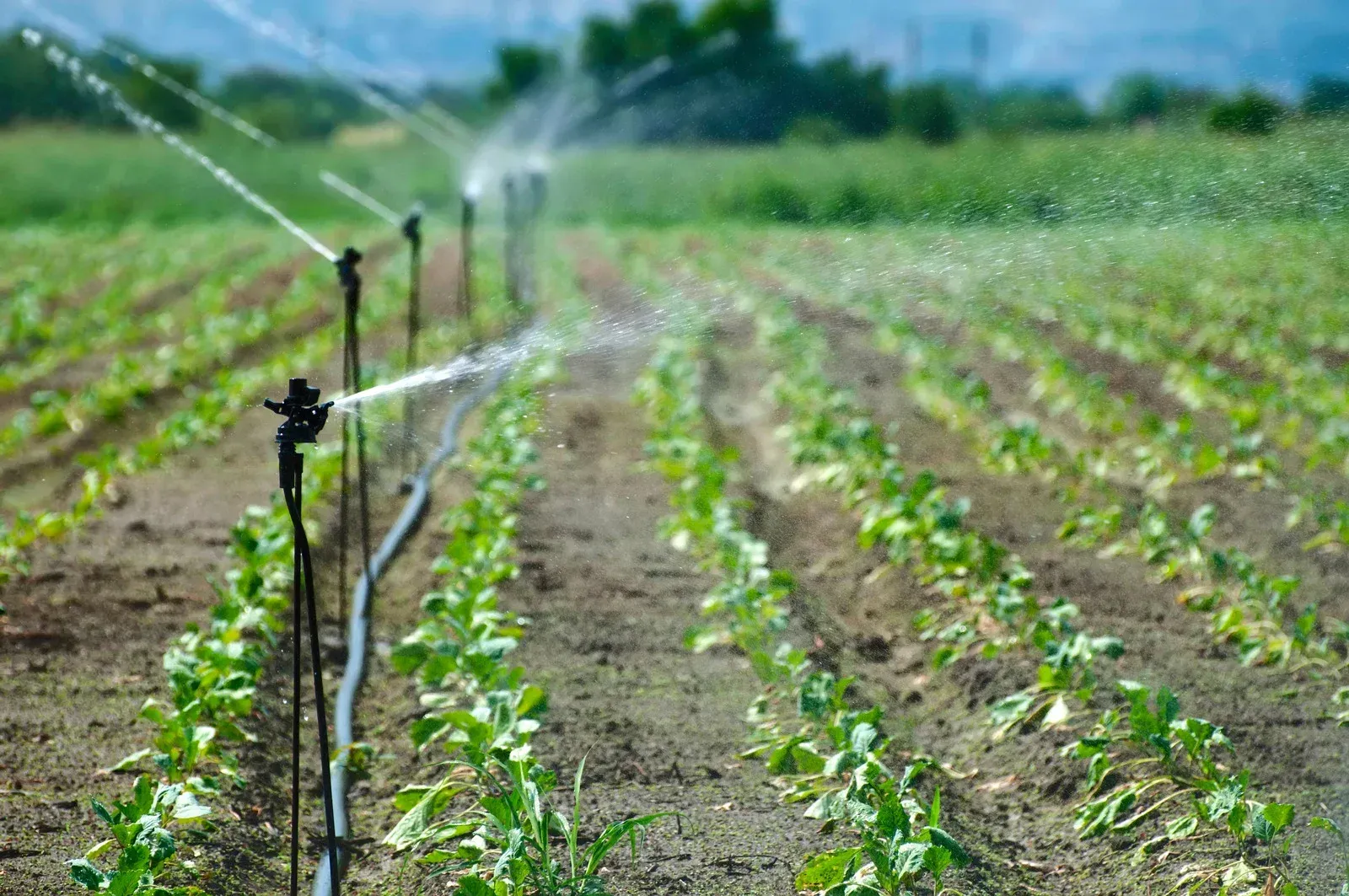 A line of sprinklers watering rows of young green crops in a sunlit field.