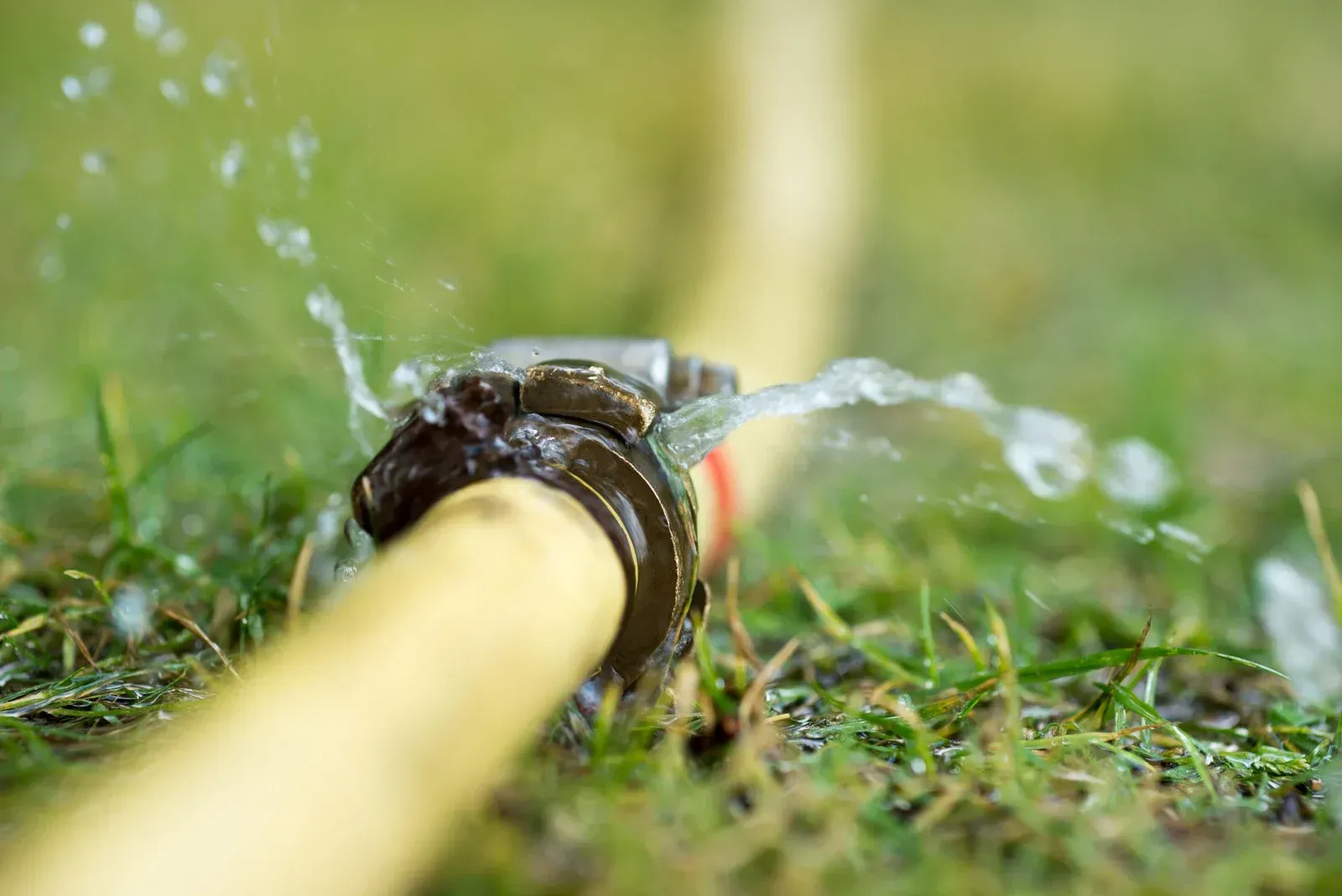 A long, tan hose resting on green grass, spraying a fan of water from a leak near a metal connector.