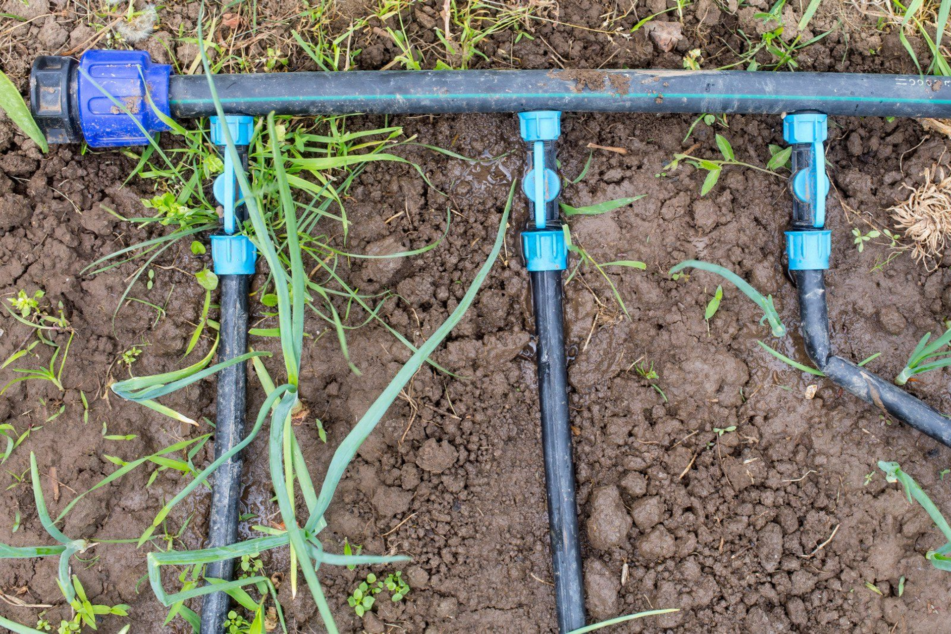 A black irrigation sprinkler sprays water over dry soil in a garden bed.