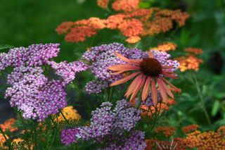 Hardy perennial garden plants in full flower in summer colours