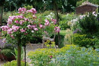 Traditional English garden with rose bush in flower