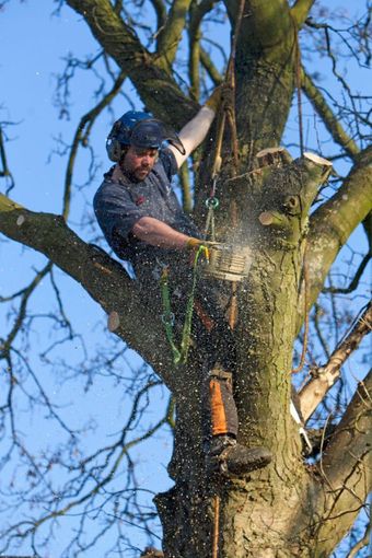 A man dressed in a blue top, and orange and black trousers cutting down a tree from the top.