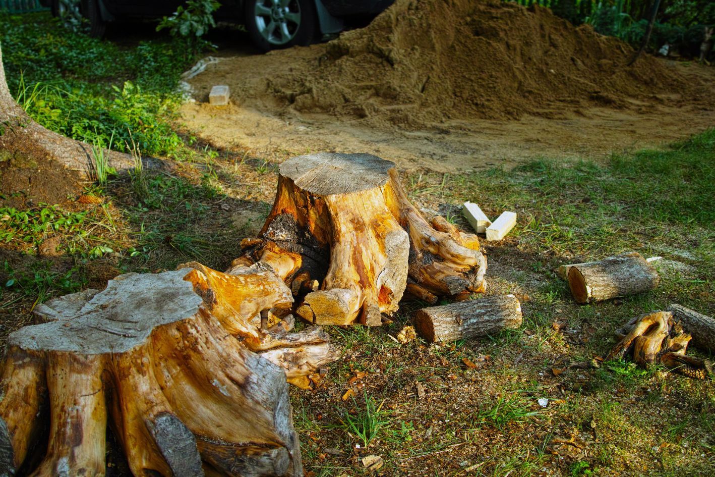 2 tree stumps after tree removal job in a forest.