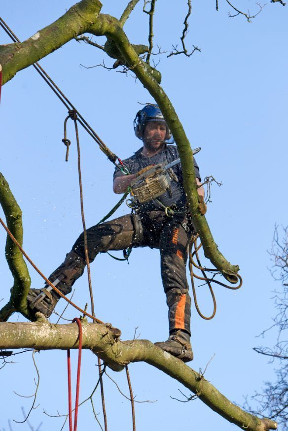 Tree pruning work for better health and strength of the plant.