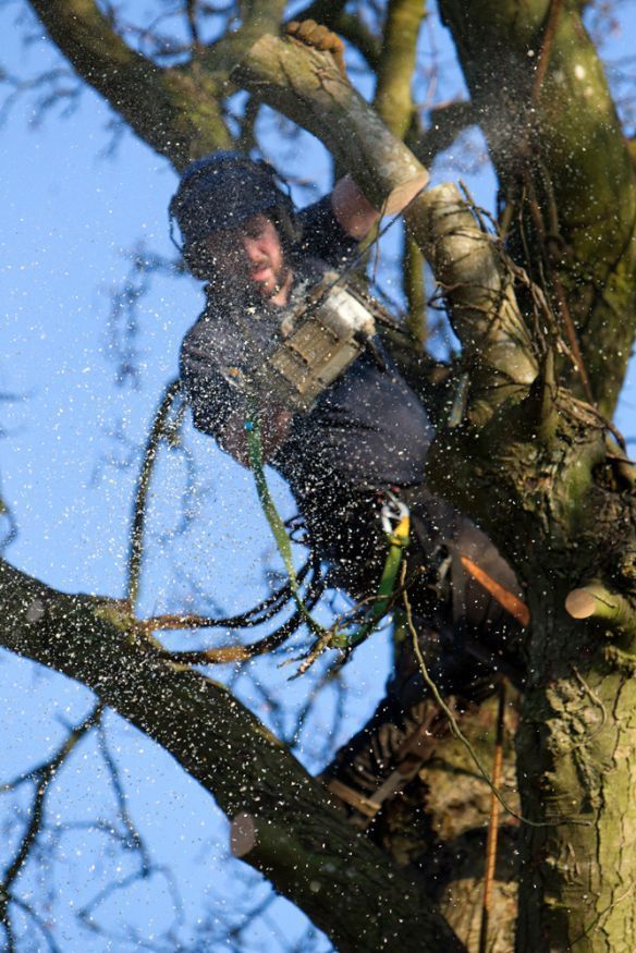 Tree removal process where an arborist is using a chainsaw to first remove the branches.