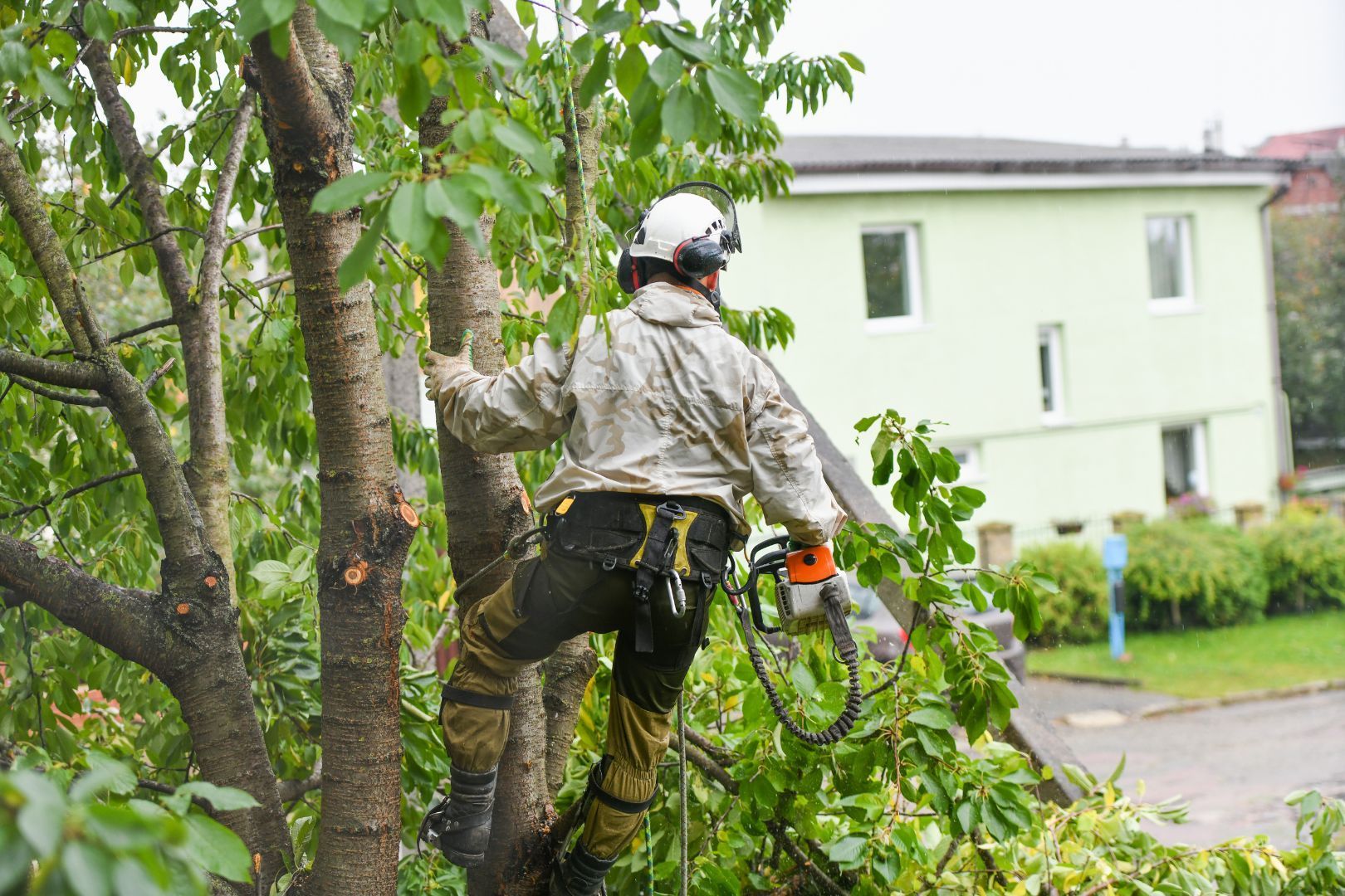 Tree risk assessment project.